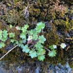 An unusually tiny-flowered specimen of Romanzoffia sitchensis (mist-maiden) blooms on a cliff near the road (Mary F. Willson / For the Juneau Empire)