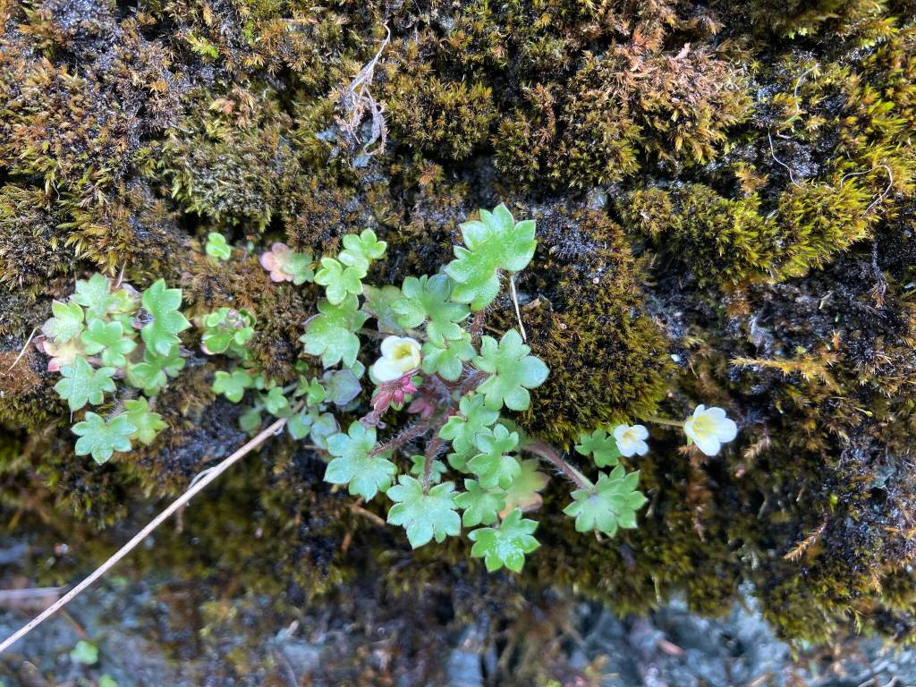 An unusually tiny-flowered specimen of Romanzoffia sitchensis (mist-maiden) blooms on a cliff near the road (Mary F. Willson / For the Juneau Empire)