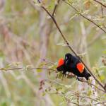 A male red-winged blackbird displays his showy red patches and calls to a rival male (Gina Vose photo)