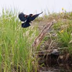 A red-winged blackbird comes in for a landing on a snag at the edge of the pond. (Courtesy Photo / Gina Vose)
