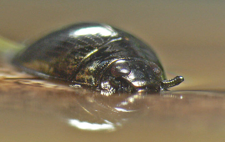 A whirligig beetle rests on the water surface; its upper pair of eye and antennae are showing here. (Courtesy Photo / Bob Armstrong)