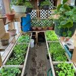 Moby the Mobile Greenhouse filled with baby vegetables planted by Mark Brownings students in 2021. (Courtesy Photo / Mark Browning)