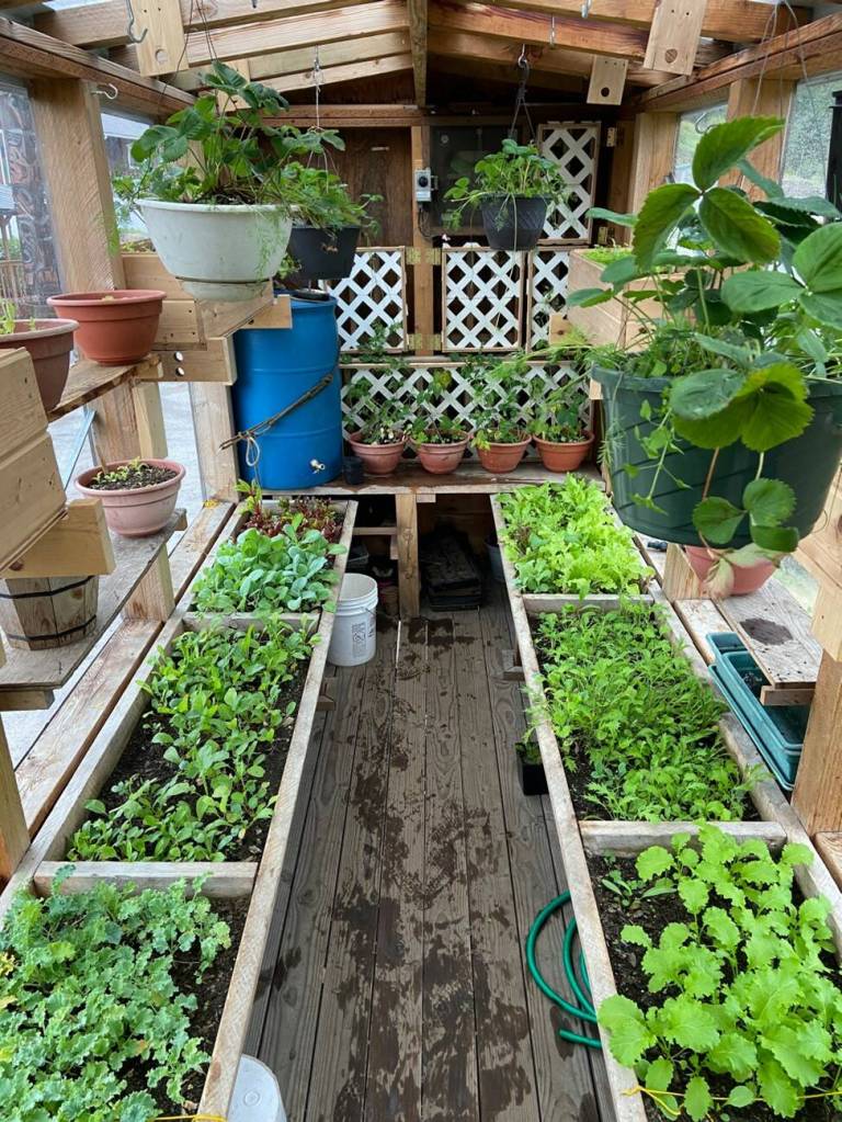 Moby the Mobile Greenhouse filled with baby vegetables planted by Mark Brownings students in 2021. (Courtesy Photo / Mark Browning)