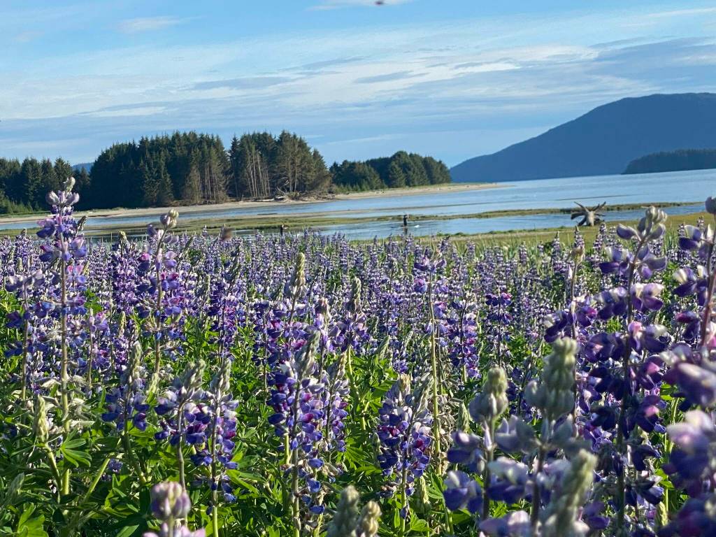 Lupine under a blue sky. (Courtesy Photo / David Rigas)