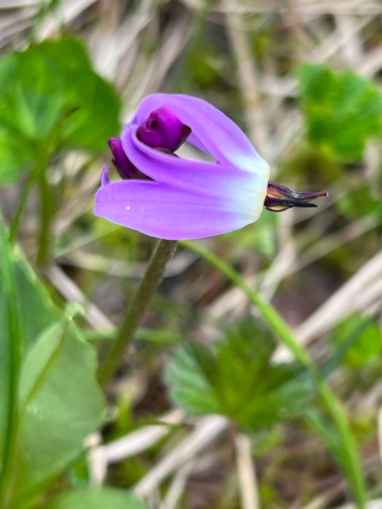 This photo shows shooting star along the Treadwell Ditch Trail. (Courtesy Photo / Deana Barajas)