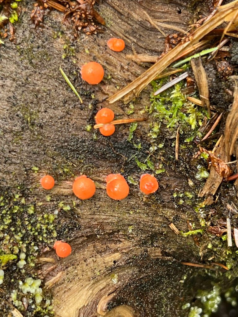 This fungus was more neon orange than how it appears in the photo, writes Deana Barajas of this photo taken on June 11 on the Lemon Creek Trail. (Courtesy Photo / Deana Barajas)
