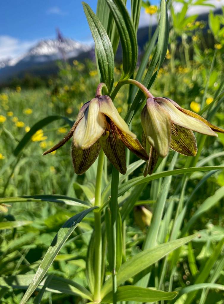 This photo shows a yellow-colored chocolate lily. (Courtesy Photo / Deborah Rudis)