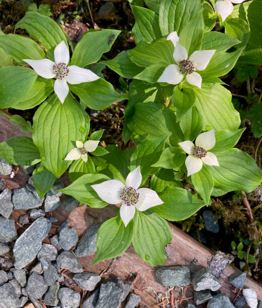 Dwarf dogwood along the trail at Point Bridget State Park on Sunday, June 5. (Courtesy Photo / Deborah Rudis)