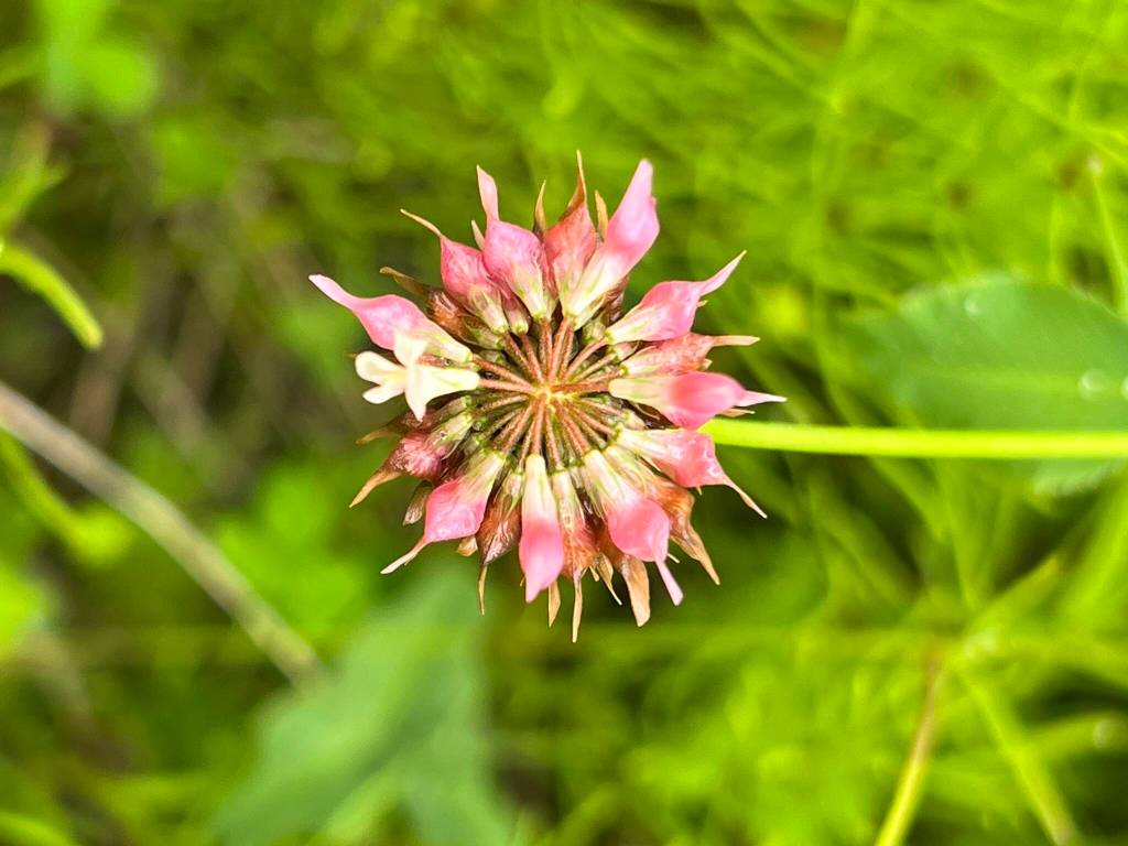 This photo was taken recently along Kingfisher Pond Trail. (Courtesy Photo / Deana Barajas)