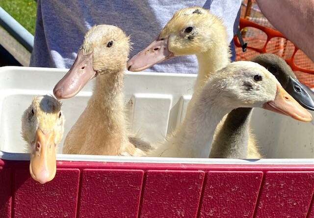Five happy quackers cooling off in a cooler on Starr Hill. (Courtesy Photo / Denise Carroll)
