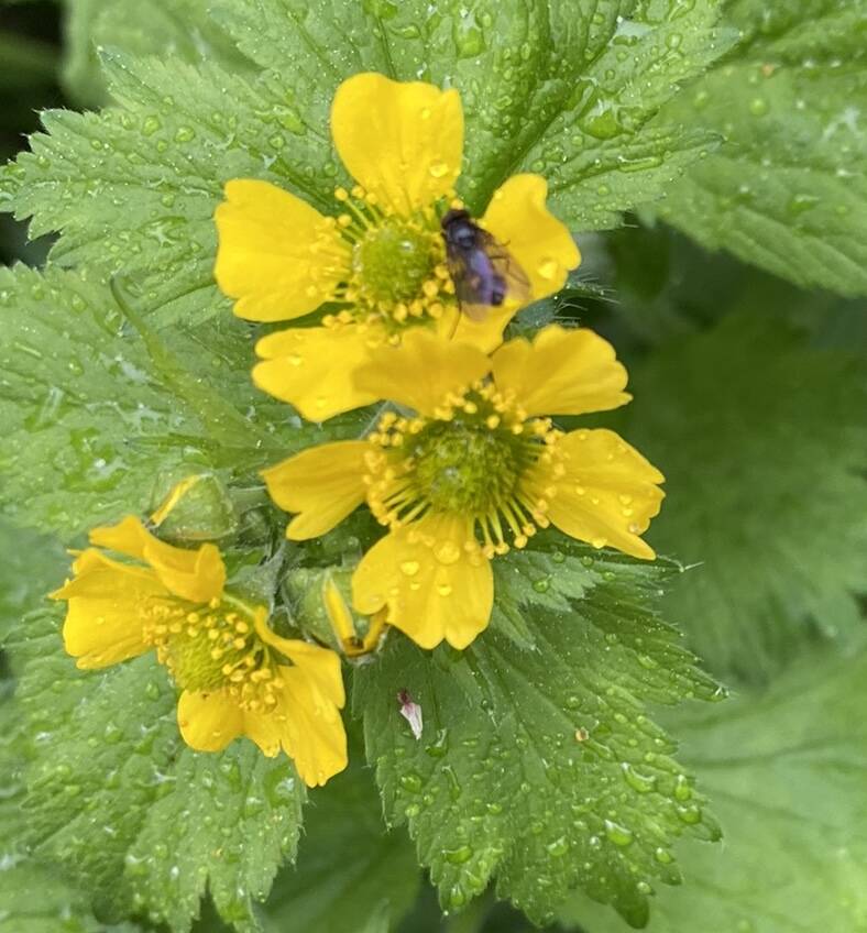 A small visitor to the marsh marigolds. Pt. Bridget trail on June 8. (Courtesy Photo / Denise Carroll)
A small visitor to the marsh marigolds. Pt. Bridget trail on June 8. (Courtesy Photo / Denise Carroll)