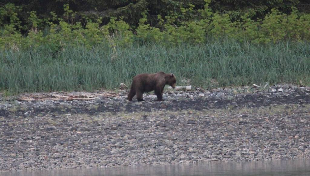 A bear walks along the shore at Spasski. (Courtesy Photo / Carolyn Kelley)