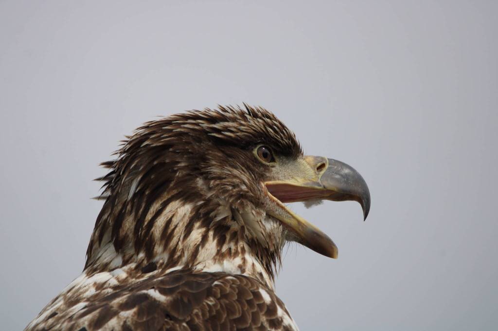This photo shows an eagle June 10 on a post at Fishermans Bend. (Courtesy Photo / Carolyn Kelley)