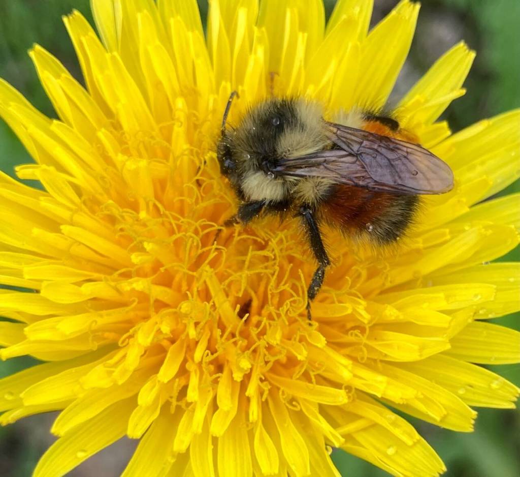 A bumble bee visits a dandelion along Perseverance Trail. (Courtesy Photo / Deborah Rudis)