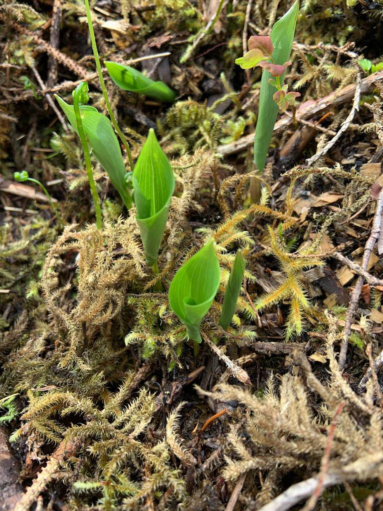 This photo shows deer heart new growth. Deer heart is a single leaf plant about 4 inches in diameter growing on a single stem. The plant emerges from the soil rolled up and as it grows, the leaf unrolls to a heart shape. (Courtesy Photo / Mary Goddard)