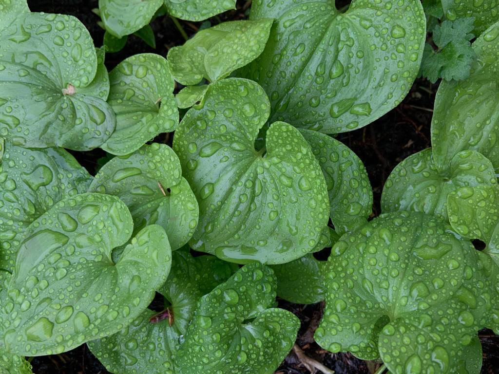 This photo shows deer heart in forest. Deer heart (Maianthemum dilatatum) are one of the early and most abundant greens in Tlingit Aaní, yet not many people know theyre edible or how to prepare them. (Courtesy Photo / Mary Goddard)