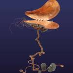 The copper sculpture Mussel by Káakaxaawulga Jennifer Younger is the Best of Show winner in the Sealaska Heritage Institutes 11th biennial Juried Art Show and Competition featured at this years Celebration. Entries in the competition will be exhibited at the Nathan Jackson Gallery at the Walter Soboleff Building through Dec. 3. (Courtesy Photo / Sealaska Heritage Institute)