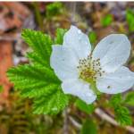 A male cloudberry flower resembles a female flower but has no visible ovaries. (Courtesy Photo / Kerry Howard)
