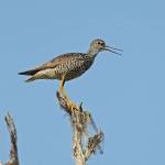 A greater yellowlegs surveys his territory from an elevated perch. (Courtesy Photo / Bob Armstrong)