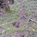 Researchers follow a grizzly bear trail in the forest just off the Lost Coast of Southeast Alaska, north of Lituya Bay. (Courtesy Photo / Ned Rozell)