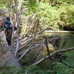 Lewis Sharman crosses a fallen Sitka spruce tree over Echo Creek just north of Lituya Bay in Southeast Alaska. (Courtesy Photo / Ned Rozell)