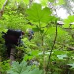Scientists climb a steep hill through the rainforest of Southeast Alaska north of Lituya Bay. (Courtesy Photo / Ned Rozell)