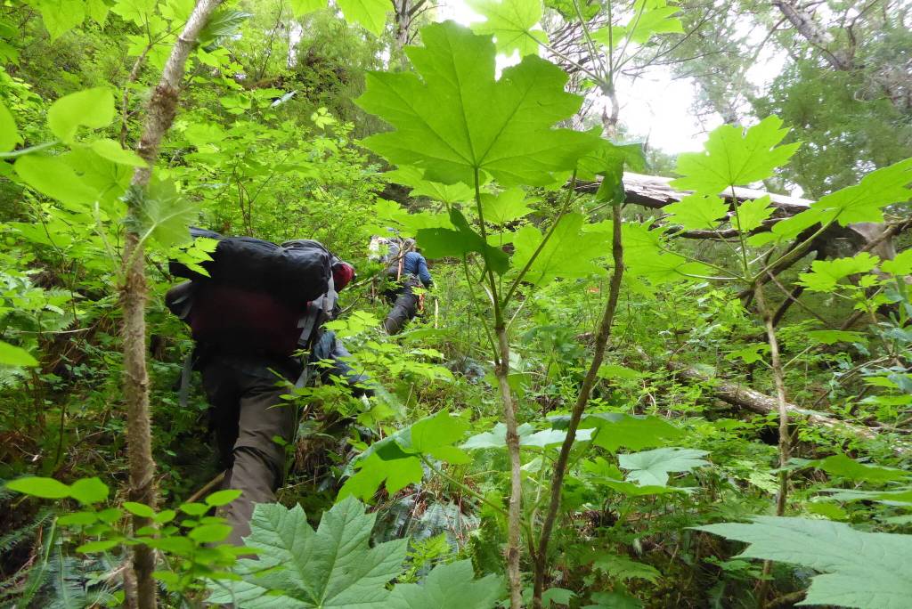 Scientists climb a steep hill through the rainforest of Southeast Alaska north of Lituya Bay. (Courtesy Photo / Ned Rozell)