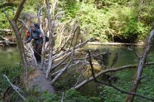 . Lewis Sharman crosses a fallen Sitka spruce tree over Echo Creek just north of Lituya Bay in Southeast Alaska. (Courtesy Photo / Ned Rozell)