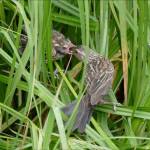A female red-winged blackbird feeds a nestling (Courtesy Photo / Bob Armstrong)