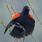 A male red-winged blackbird displays his red epaulets (Courtesy Photo / Bob Armstrong)