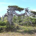 Ben Gaglioti, an ecologist at the University of Alaska Fairbanks, stands next to a mountain hemlock tree damaged in winter on the outer coast of Glacier Bay National Park in Southeast Alaska. (Courtesy Photos / Ned Rozell)