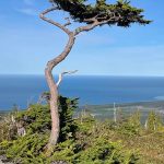 A mountain hemlock tree shaped by winter storms grows on the outer coast of Glacier Bay National Park.