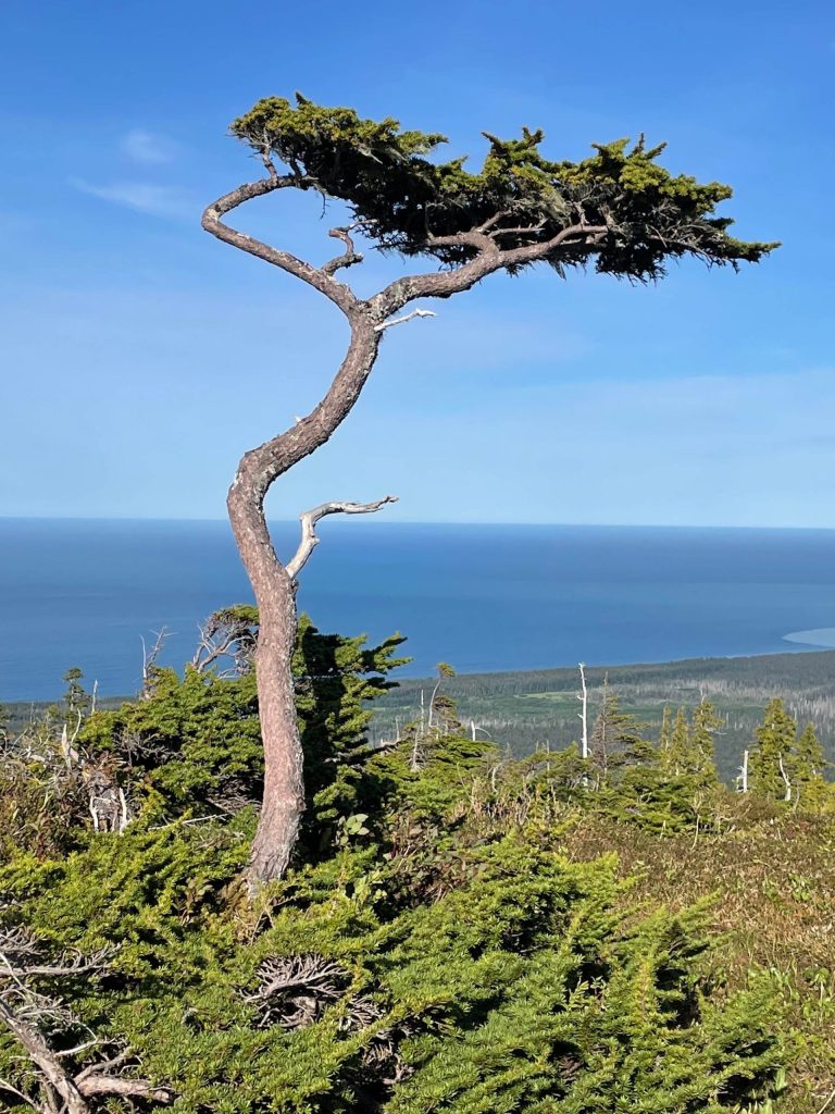 A mountain hemlock tree shaped by winter storms grows on the outer coast of Glacier Bay National Park.