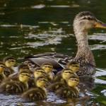 A brood of young mallard ducklings stay close to mom.(Courtesy Photo / Helen Unruh)