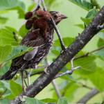 Red-winged blackbirds had fledglings lurking in the sedges.(Courtesy Photo / Helen Unruh)