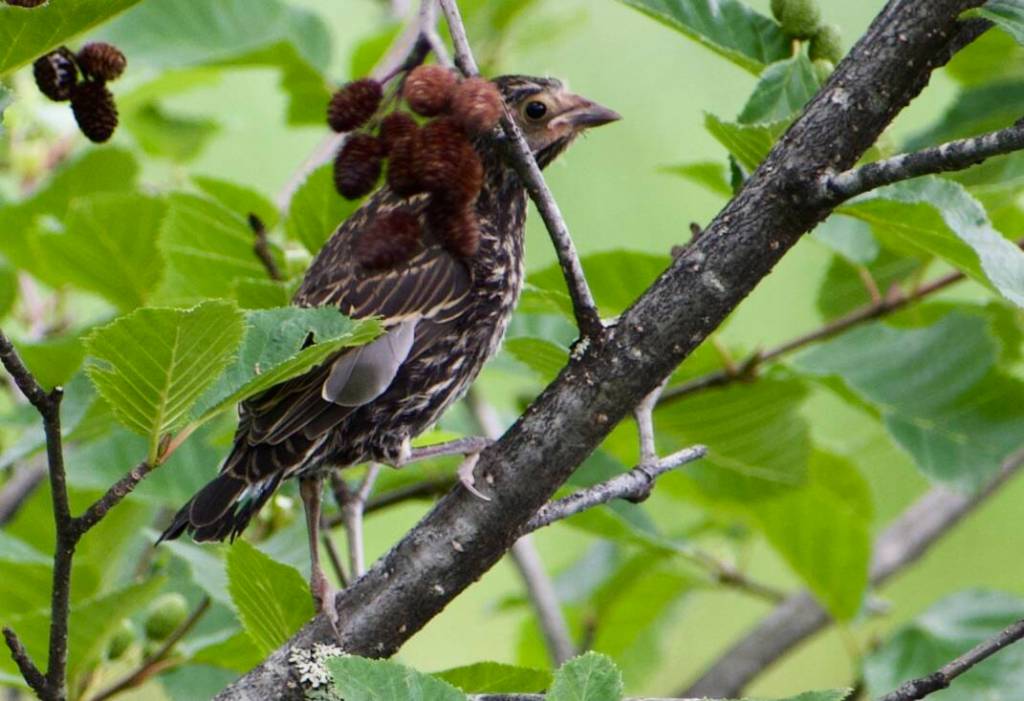 Red-winged blackbirds had fledglings lurking in the sedges.(Courtesy Photo / Helen Unruh)
