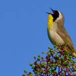 A common yellowthroat sings near Kingfisher Pond. (Courtesy Photo / Helen Unruh)