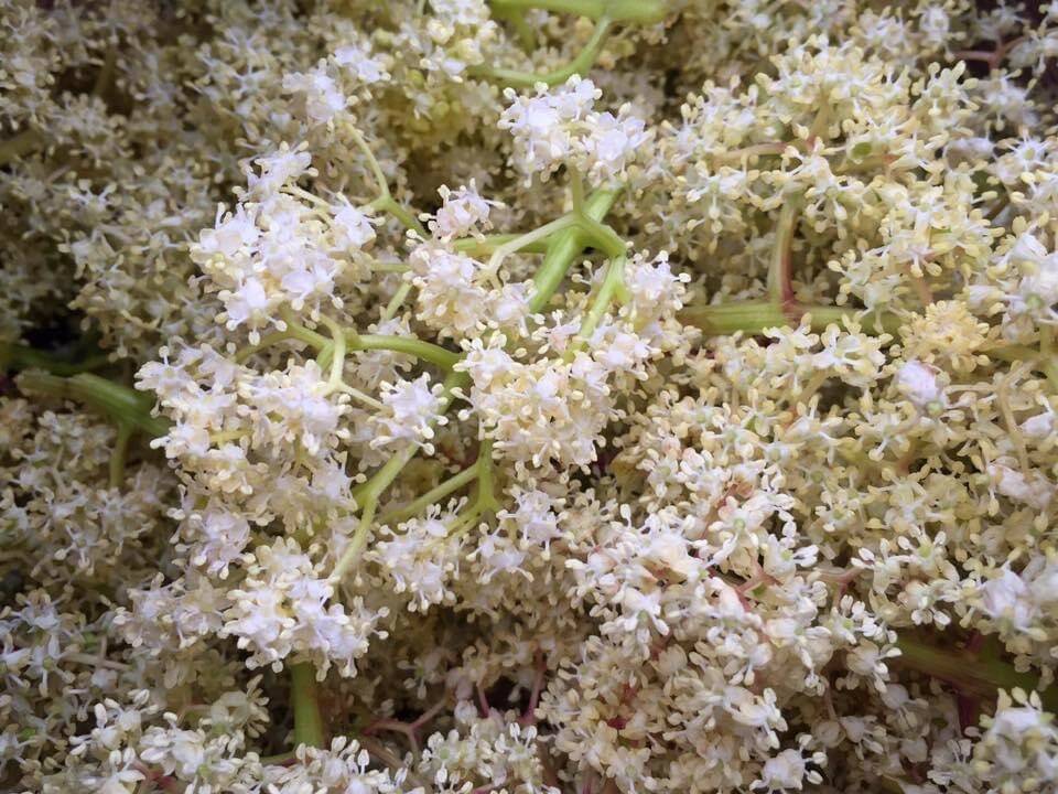 Yéilk Vivian Mork / For the Capital City Weekly
This photo shows elderberry flowers. The Lingít word for elderberries is yéil.