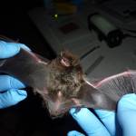 Larisa Bishop Boros
This photo available under a Creative Commons license shows a male silver-haired bat captured in Ozark National Scenic Riverways in 2010. A bat found in Douglas tested positive for rabies, the Alaska Department of Fish and Game announced.