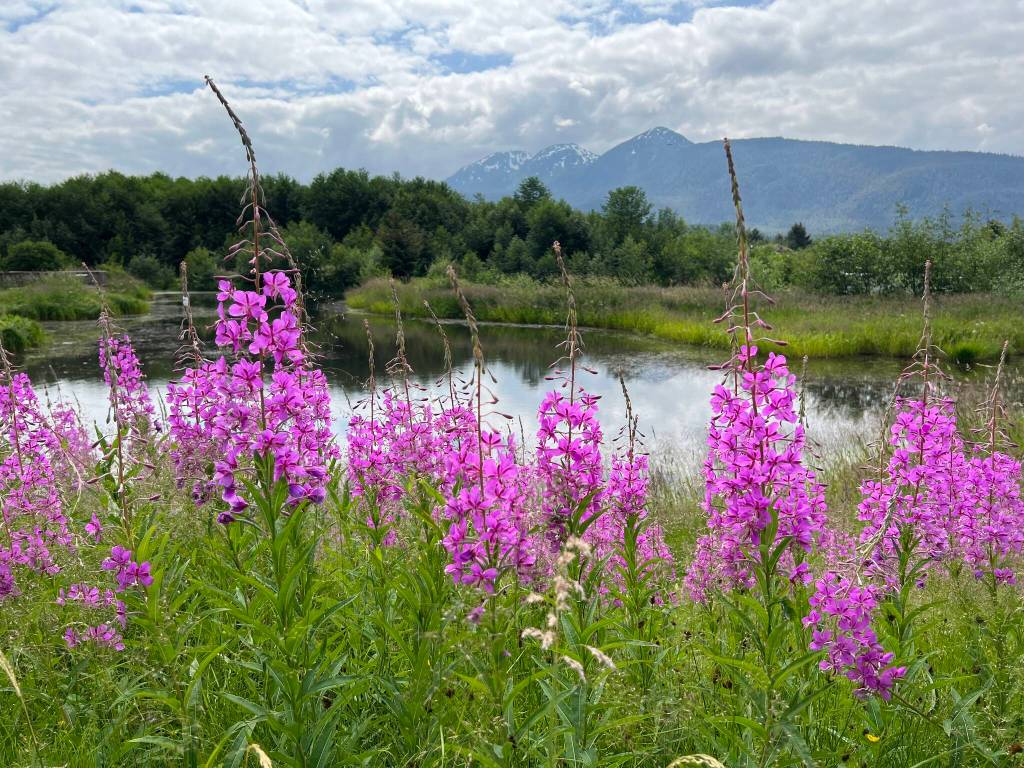 Fireweed blooms at the Kingfisher Pond Trail on June 30. (Courtesy Photo / Deana Barajas)