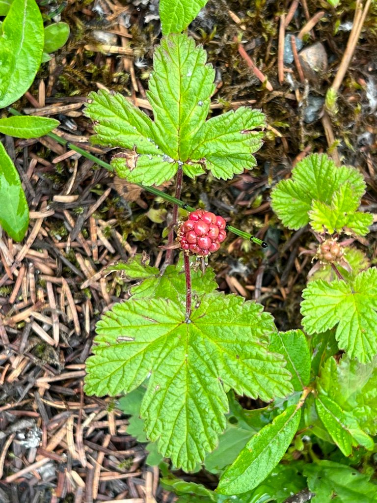 The nagoonberries arent quite ripe, but getting close. (Courtesy Photo / Deana Barajas)
The nagoonberries arent quite ripe, but getting close. (Courtesy Photo / Deana Barajas)