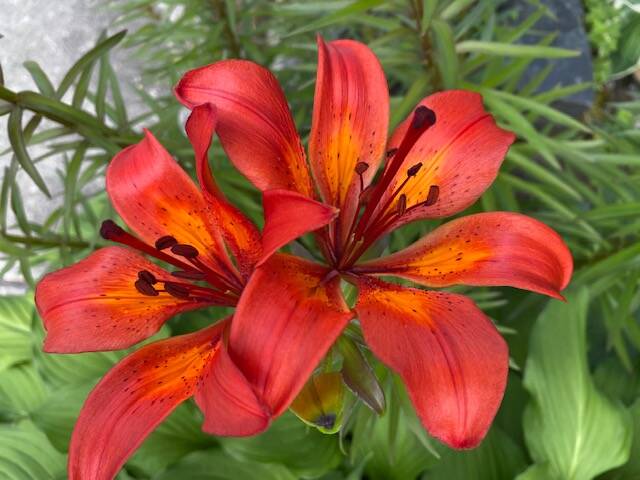 Tiger lilies bloom in a Blueberry Hills garden as seen on June 26. (Courtesy Photo / Denise Carroll)