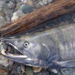 A dead chum salmon in the Delta River after it had returned more than 1,000 miles from the ocean to spawn. (Courtesy Photo / Ned Rozell)