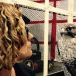 Kathy Benner, former manager of the Juneau Raptor Center, trades looks with Phil, a gyrfalcon. (Courtesy photo / Kathy Benner)