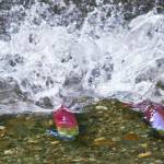 Two male sockeye salmon battle for territory in Steep Creek near the Mendenhall Glacier Visitor Center. (Michael Penn / Juneau Empire File)