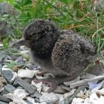 A very young oystercatcher chick waits for a parent.  (Courtesy Photo / Bob Armstrong)