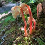 Pinesap is indirectly parasitic on green plants; the flowers may be pollinated by bumblebees. (Mary F. Willson / For the Juneau Empire)