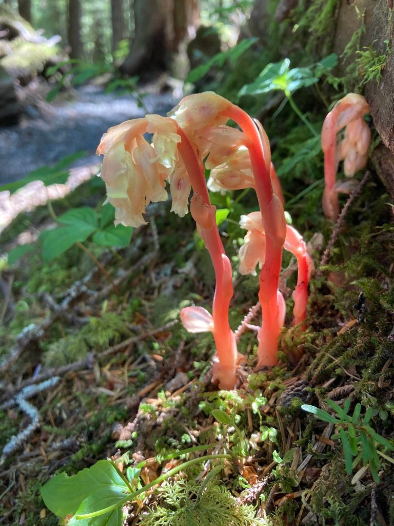 Pinesap is indirectly parasitic on green plants; the flowers may be pollinated by bumblebees. (Mary F. Willson / For the Juneau Empire)