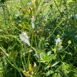 Spittlebug nymphs generate foam houses that protect them while they grow and molt. (Mary F. Willson / For the Juneau Empire)