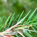 Western blackheaded budworm out to lunch on a Sitka spruce tree. (Courtesy Photo / U.S. Forest Service Alaska Region)